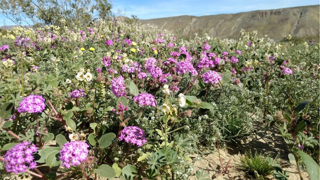 Purple Flowers