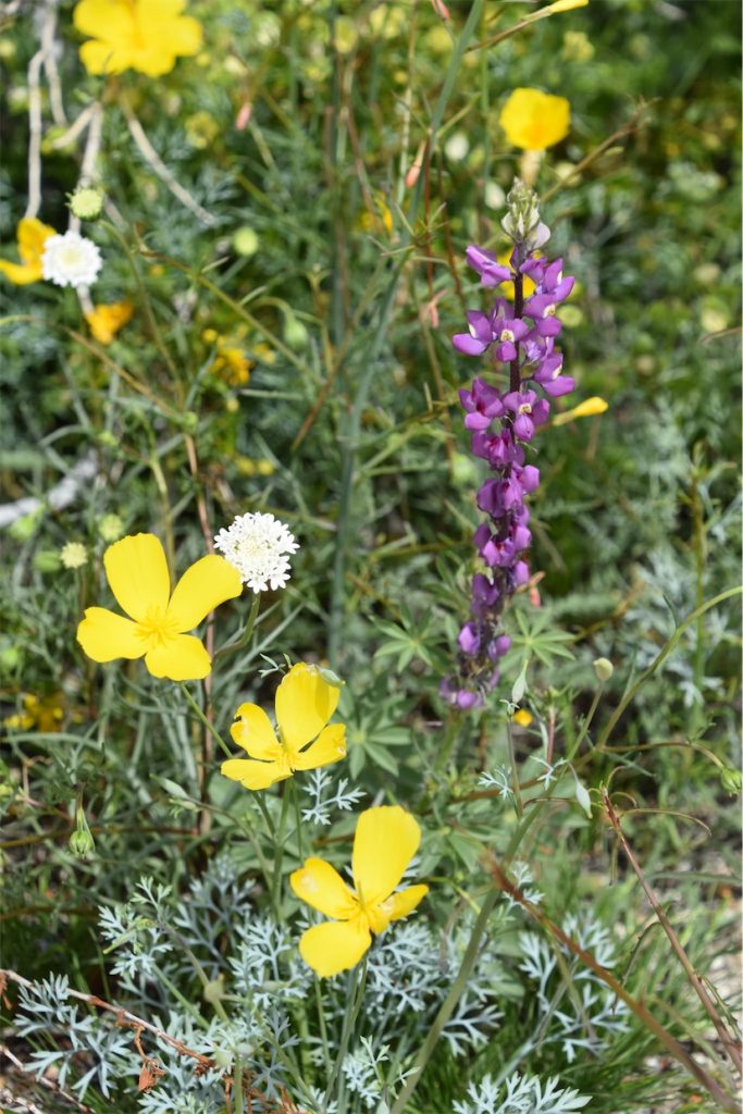 Purple and Yellow Flowers