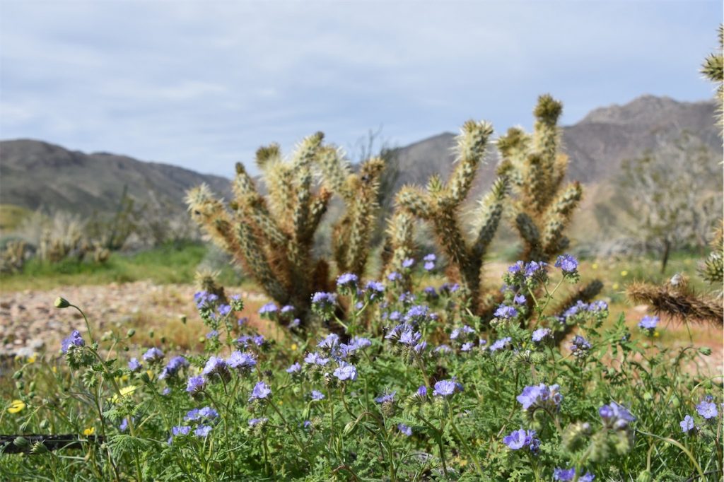 Blue and Cactus