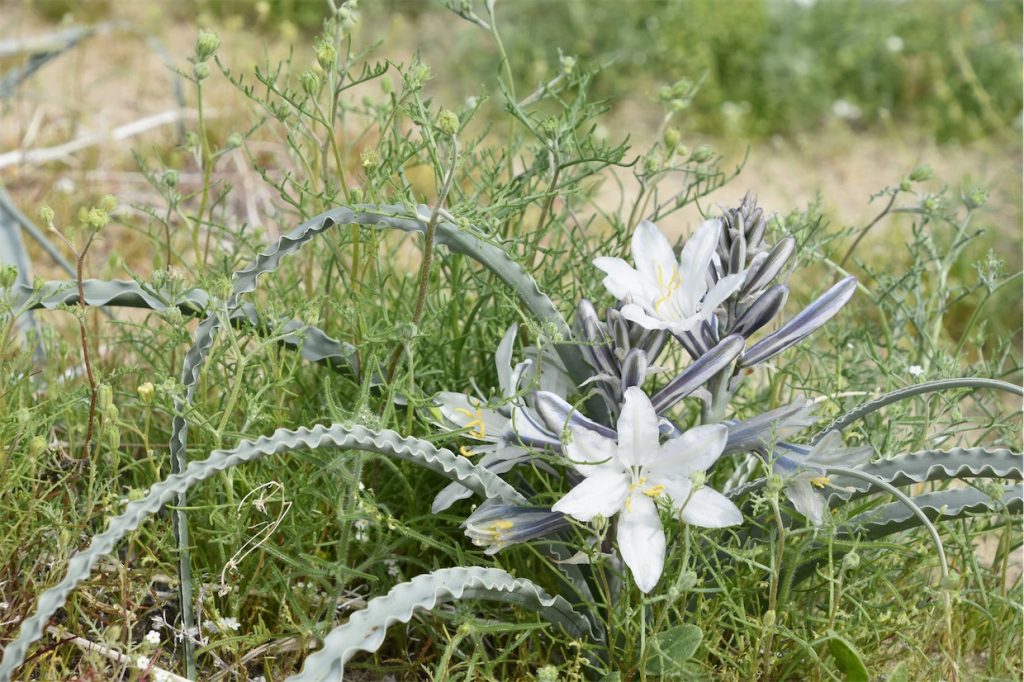 White cactus flowers
