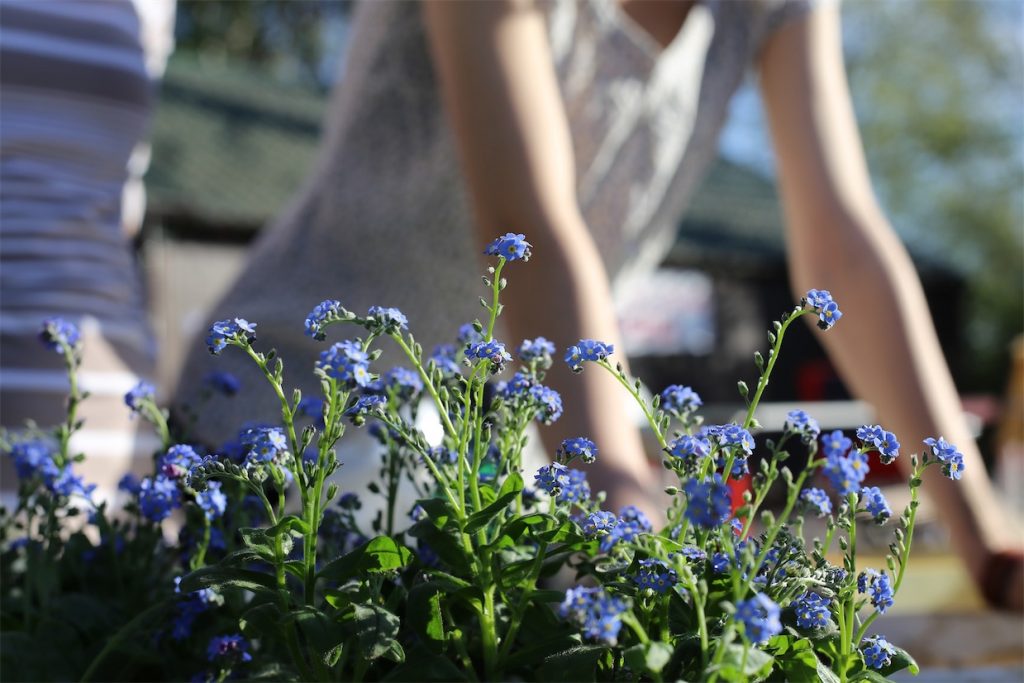 Gardener and Flowers