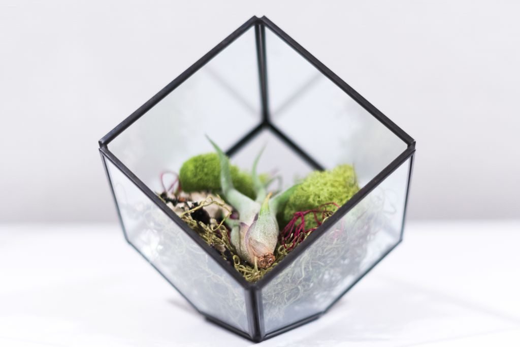 air plants 