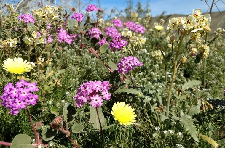 california wildflower super bloom