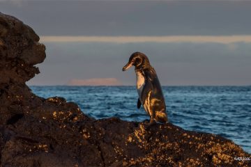 Galapagos Islands penguins
