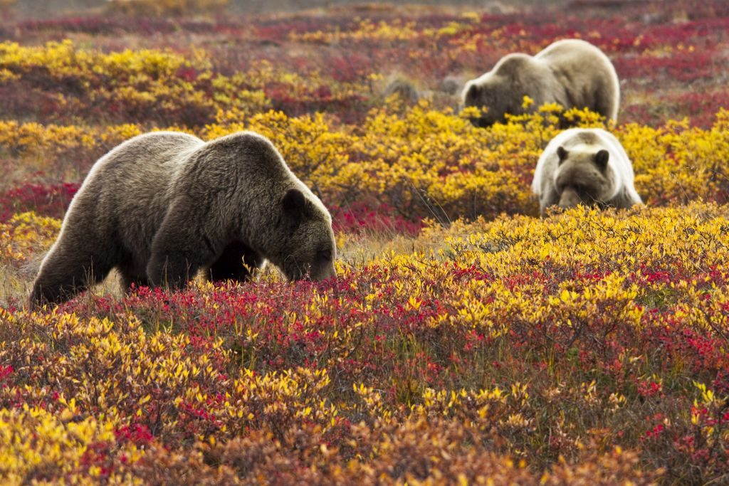 Denali National Park Grizzly Bear alaska adventure