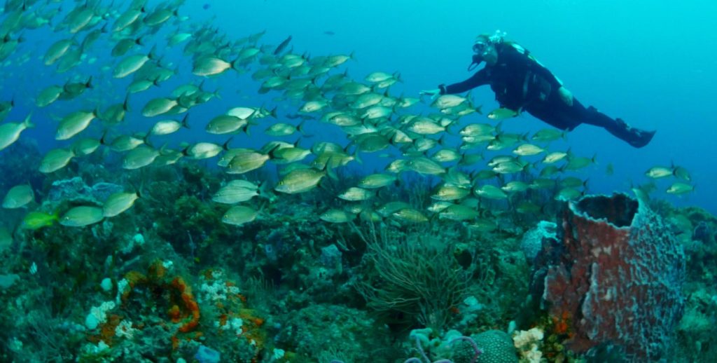 Scuba