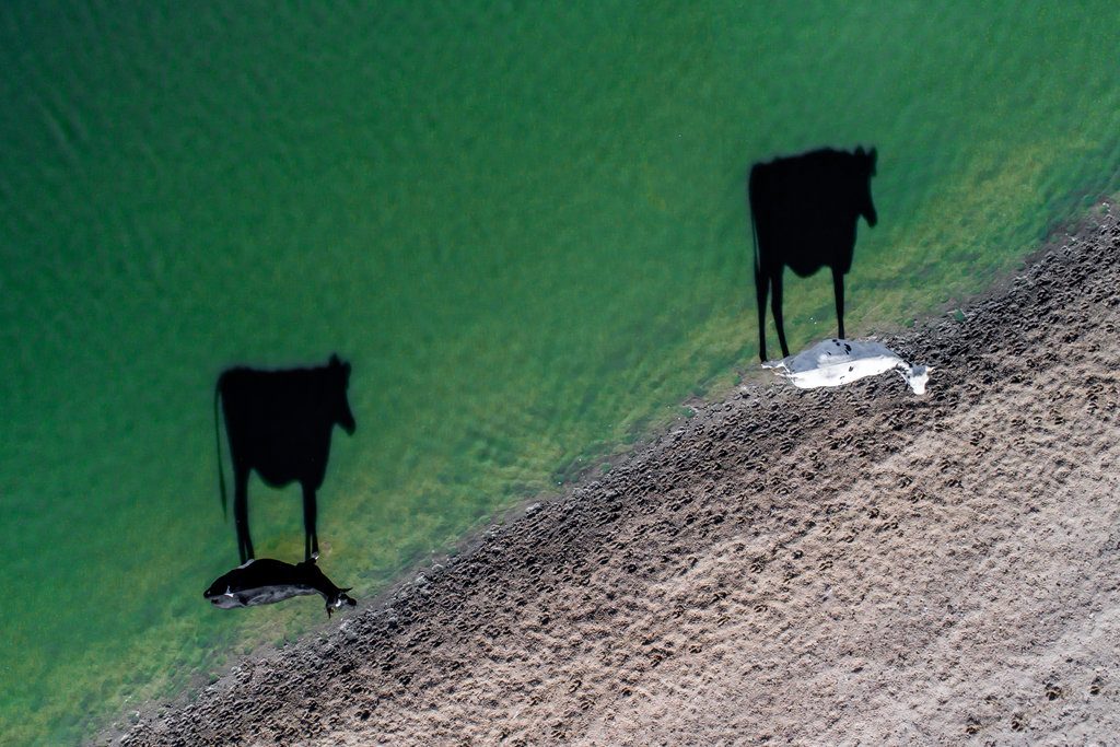 Two Moo Drone Pic