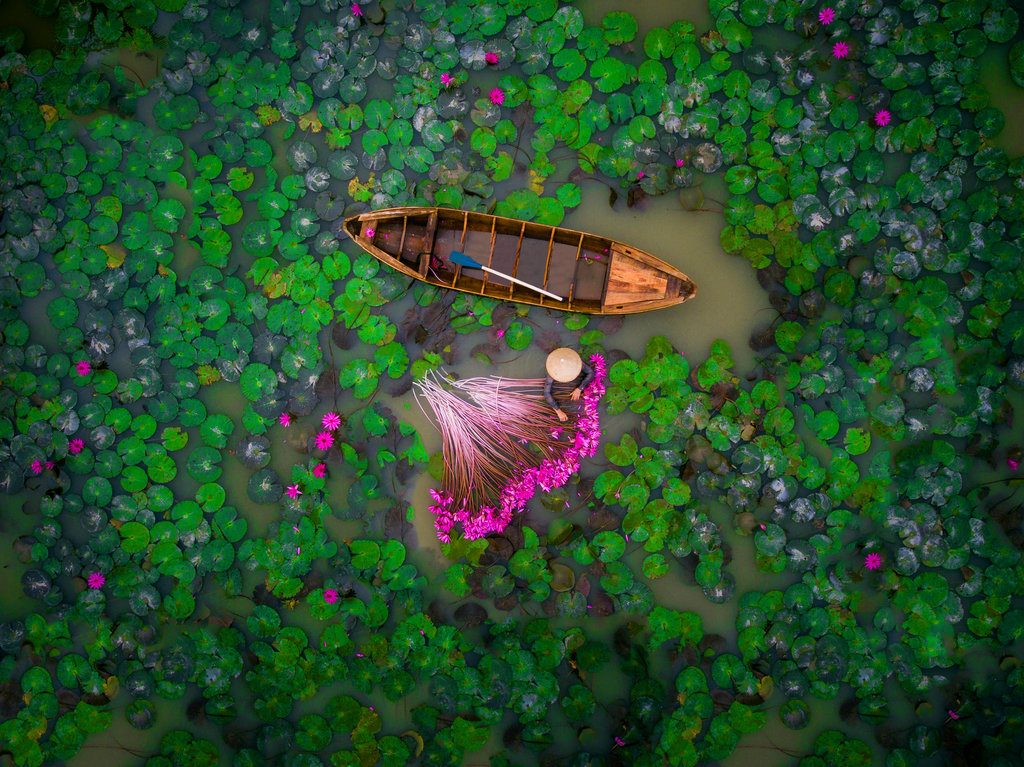 Waterlilu Vietnam