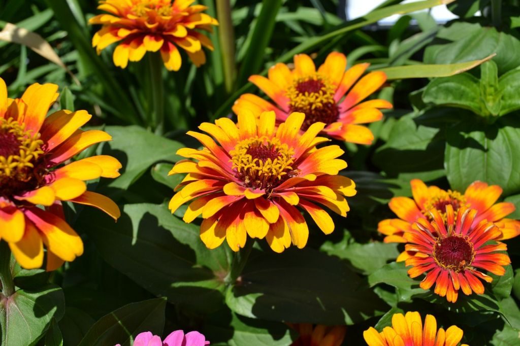 zinnias gardening tips