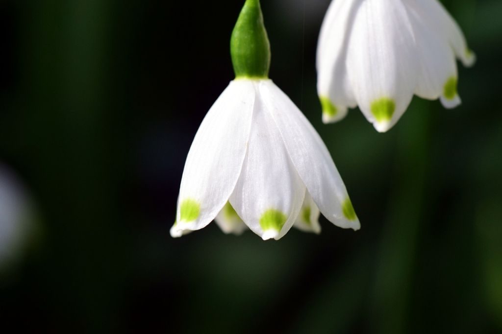 Snowdrops - gardening tips