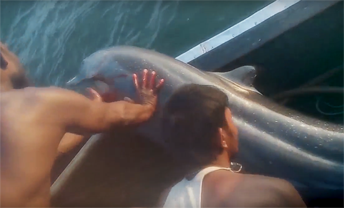 Screen Shot Dolphin Rescue