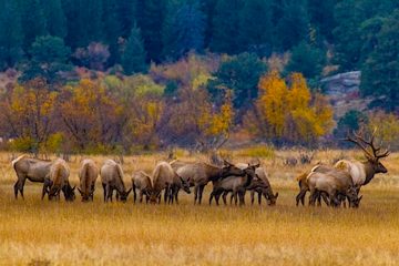 Elk Bugling, Estes Park, CO november holiday trip