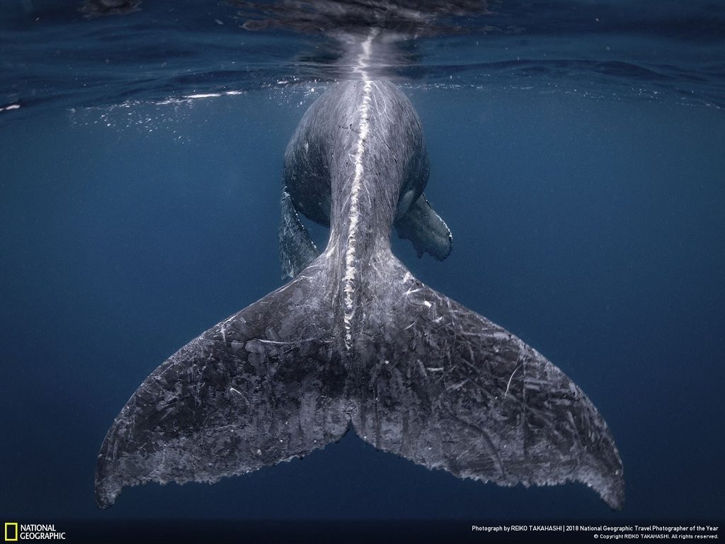 humpback whale nat geo