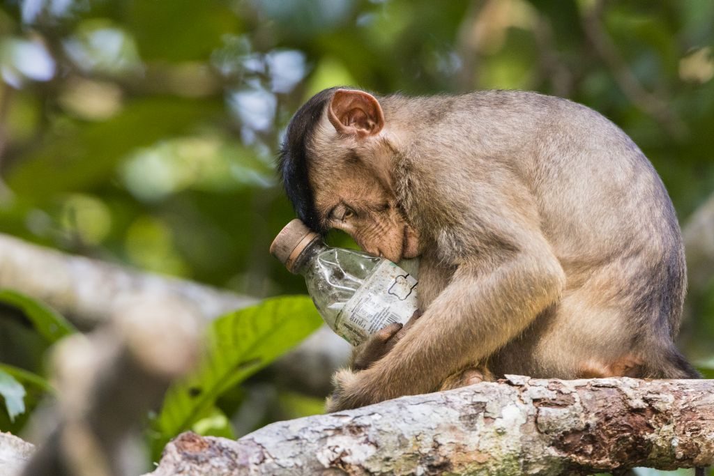 Environmental Photographer of the Year 