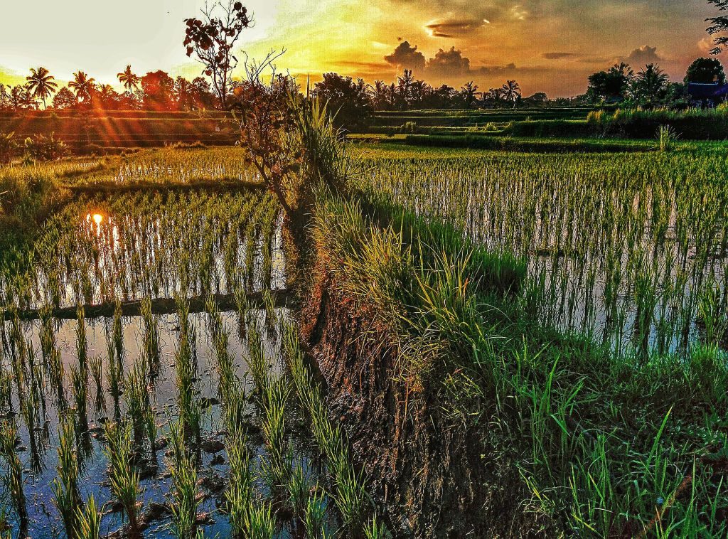 What are the best things to do in Bali? - Ecophiles