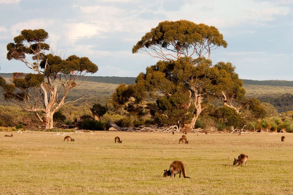 kangaroo island australia