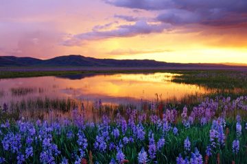 Camas Prairie, Idaho US trip