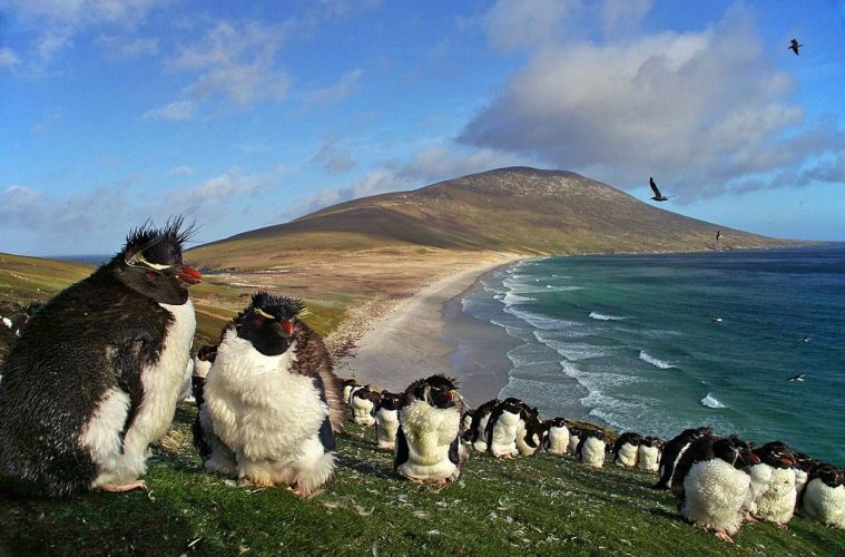 penguins falkland islands wildlife vacation