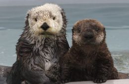 sea otters california romantic California getaways
