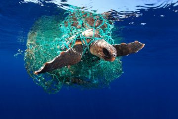 EDUARDOACEVEDO - caretta turtle Underwater Photographer of the Year 2019