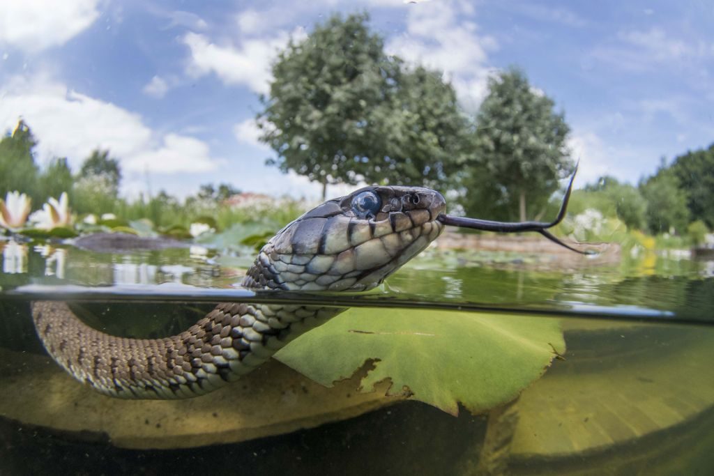 Grass snake JackPerks