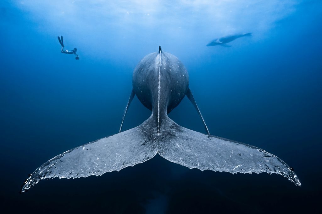 humpback whale FrançoisBAELEN - 1024 x 683