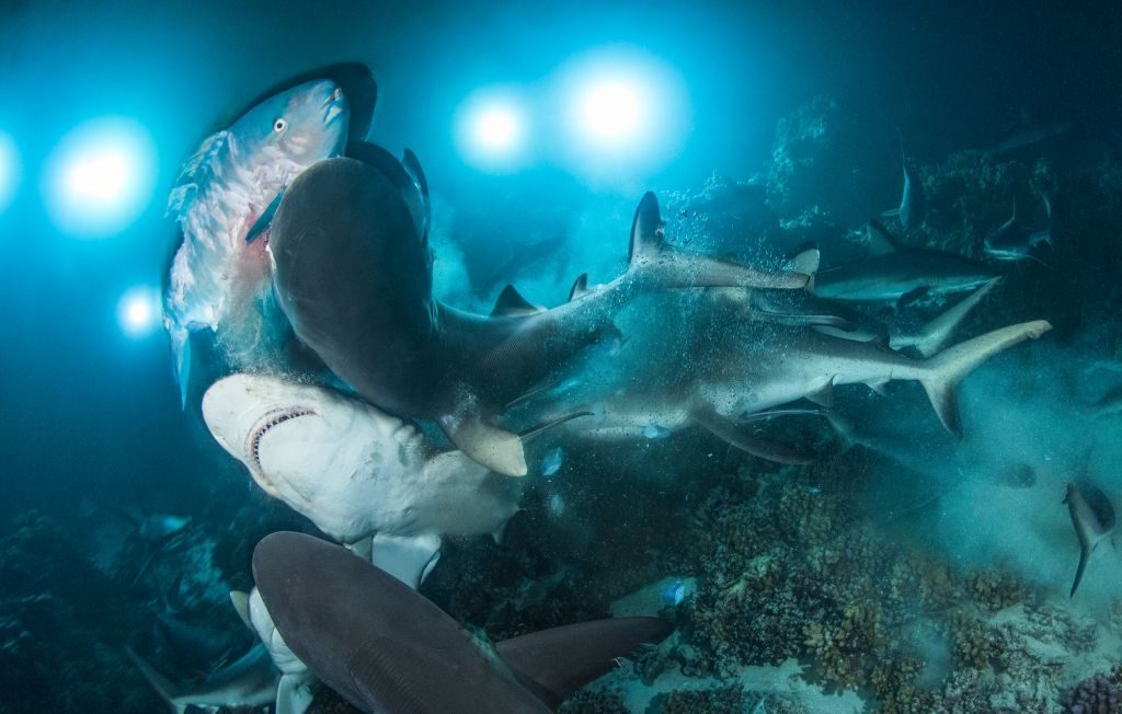 sharks RichardBarnden