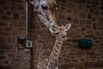 Rare giraffe calf born at Chester Zoo (1)