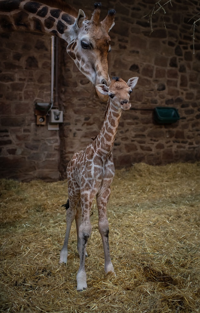 It's A Boy! Watch The Birth Of An Endangered Giraffe At Chester Zoo