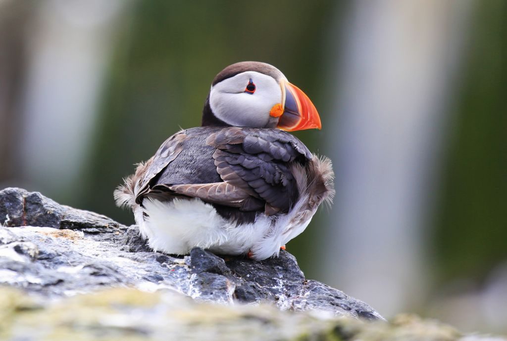 birds puffin