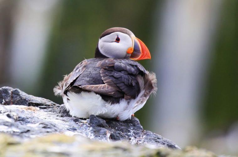 birds puffin nature photographer Oliver Hellowell