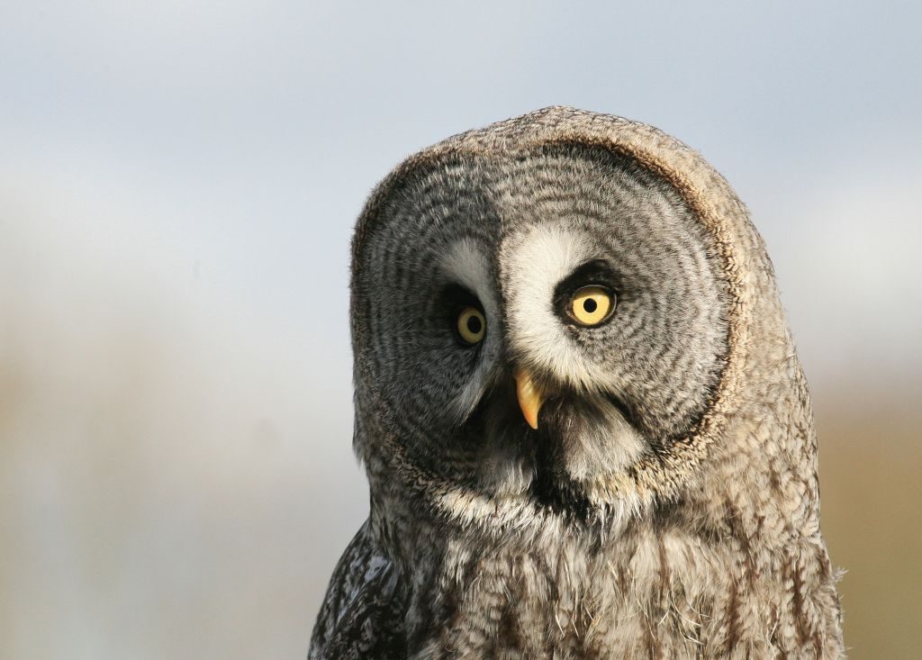 birds great grey owl