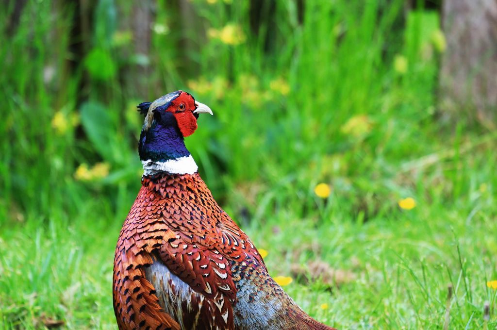 pheasant uk