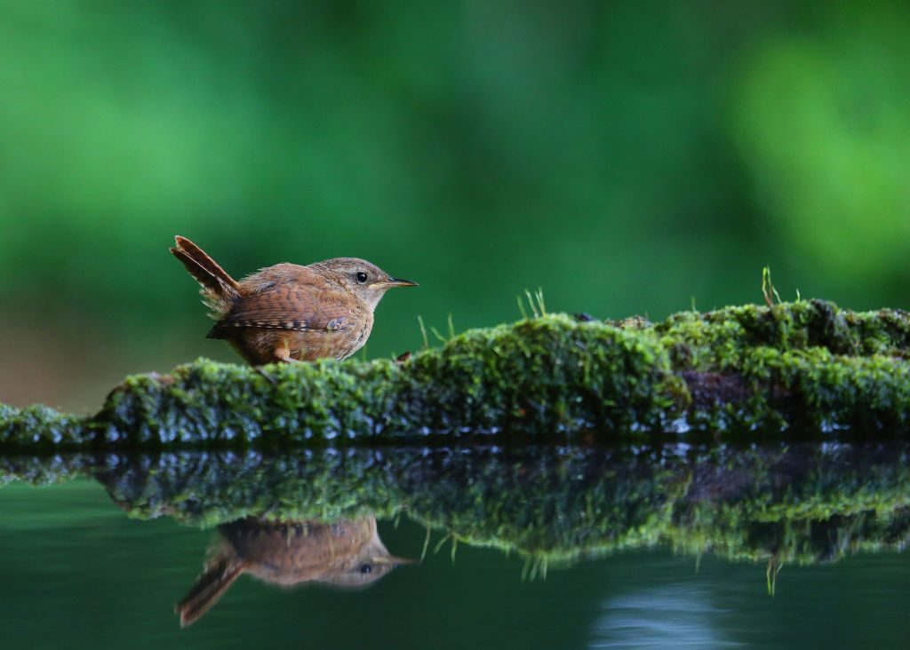 birds