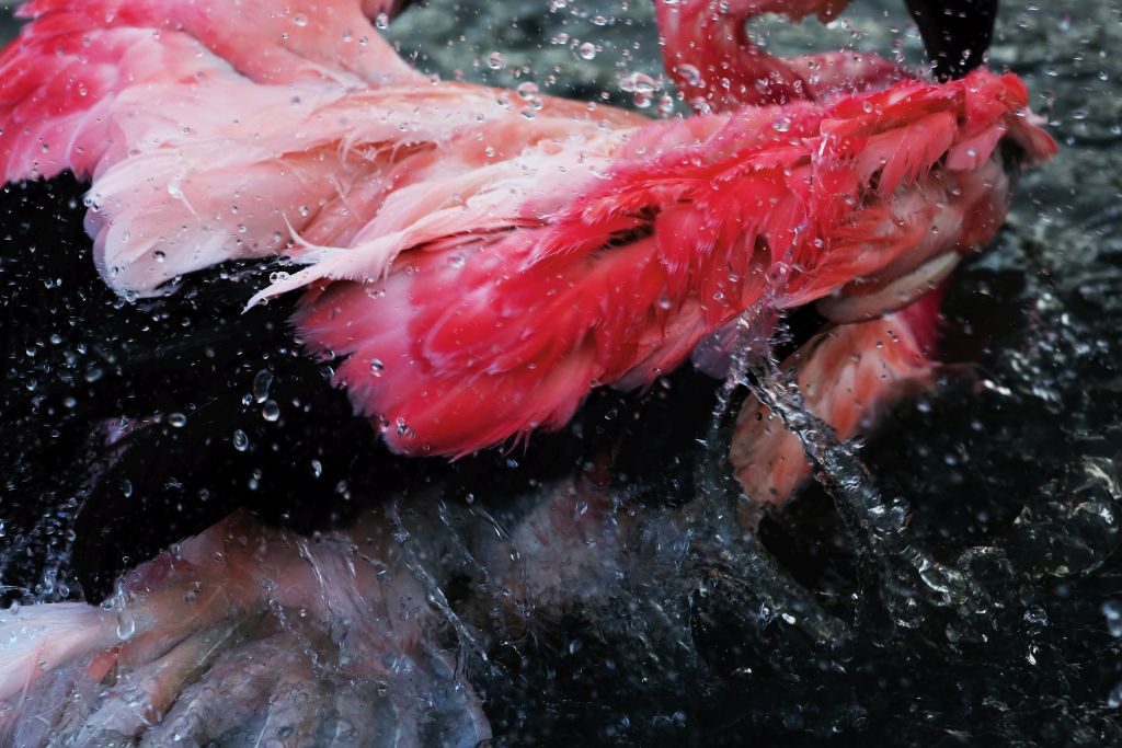 Andean Flamingo Slimbridge Flamenco splashes