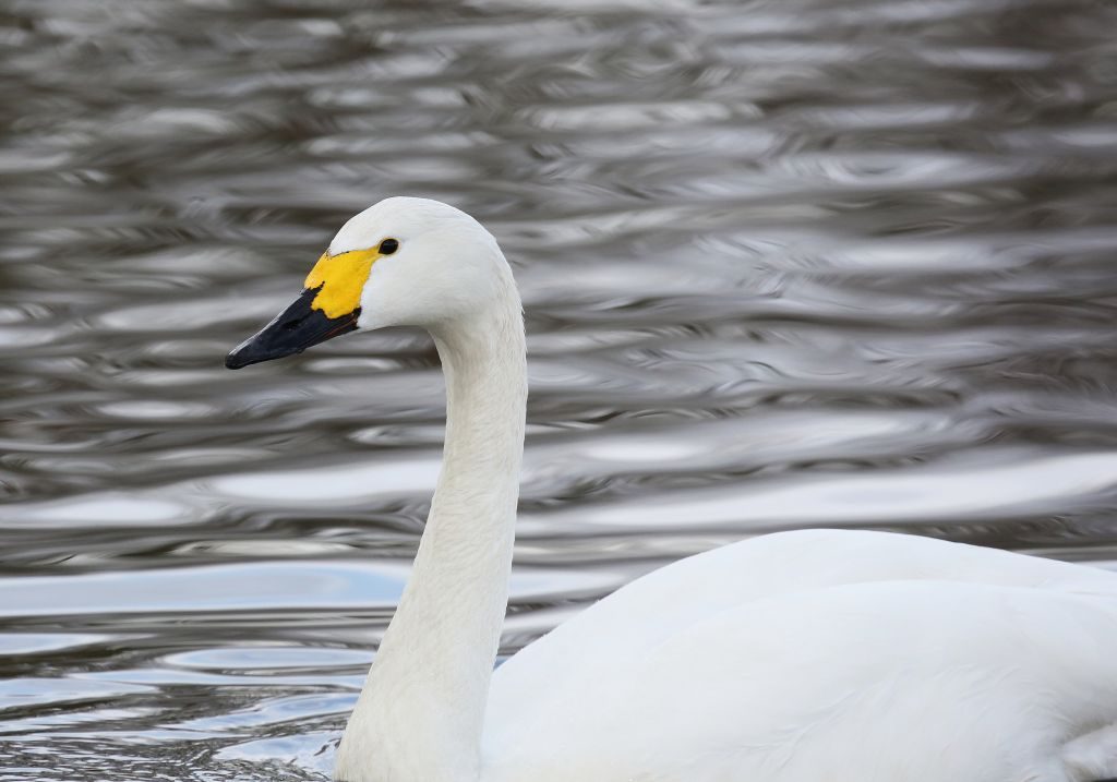 bewick's swan