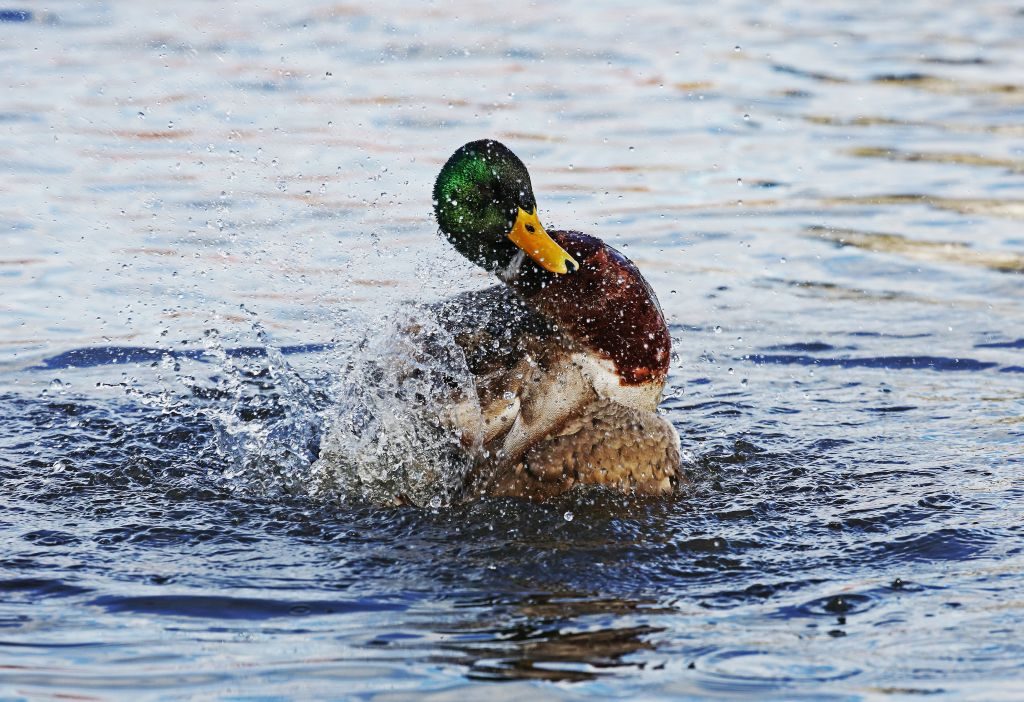 Birds mallard