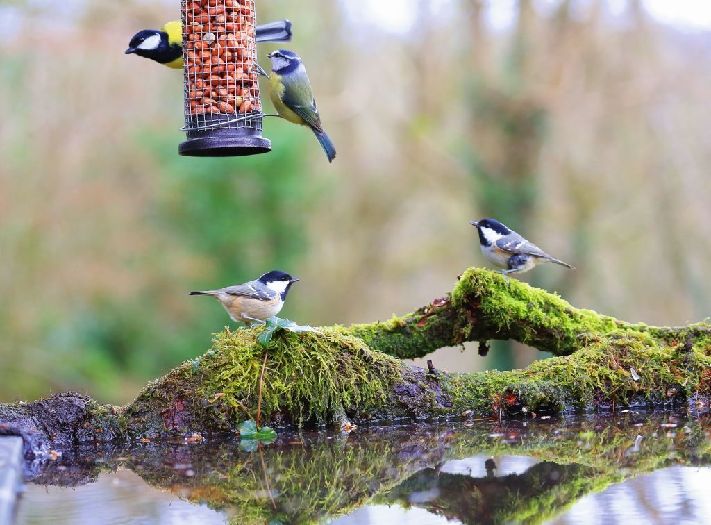 Birds bird feeder