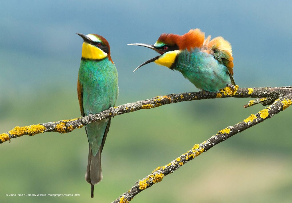 two birds The Comedy Wildlife Photography Awards 2019
