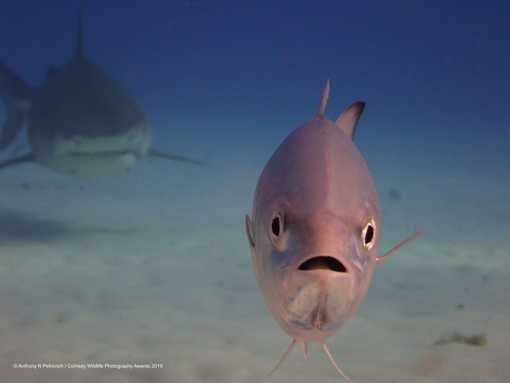 Oh No Fish