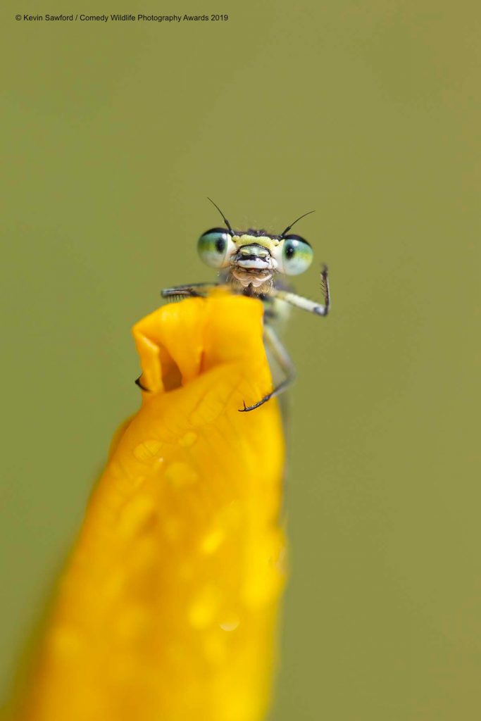 Hello Fly