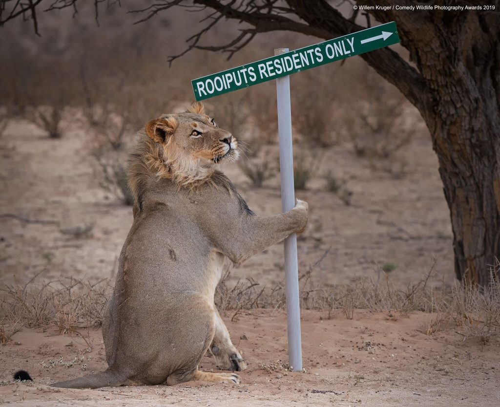 lion funny photo The Comedy Wildlife Photography Awards 2019