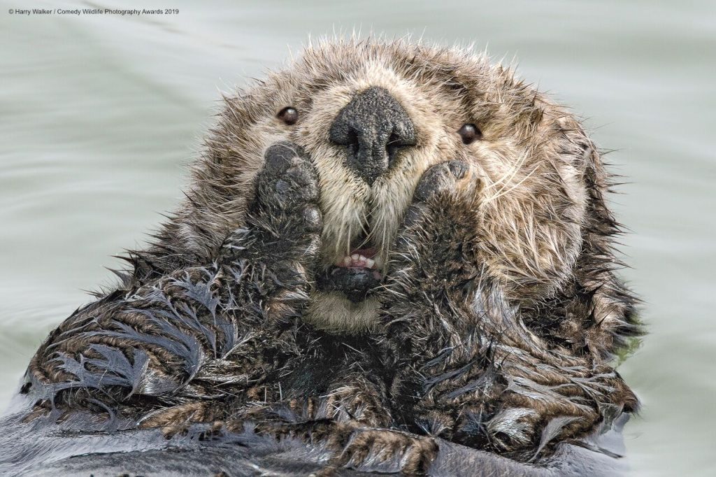 sea otter