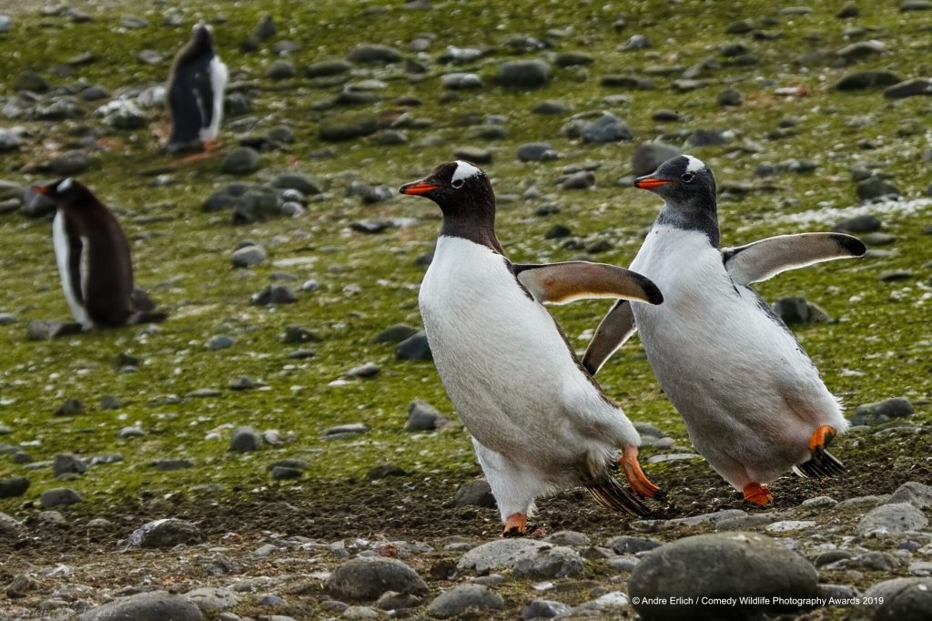 Skating Penguins
