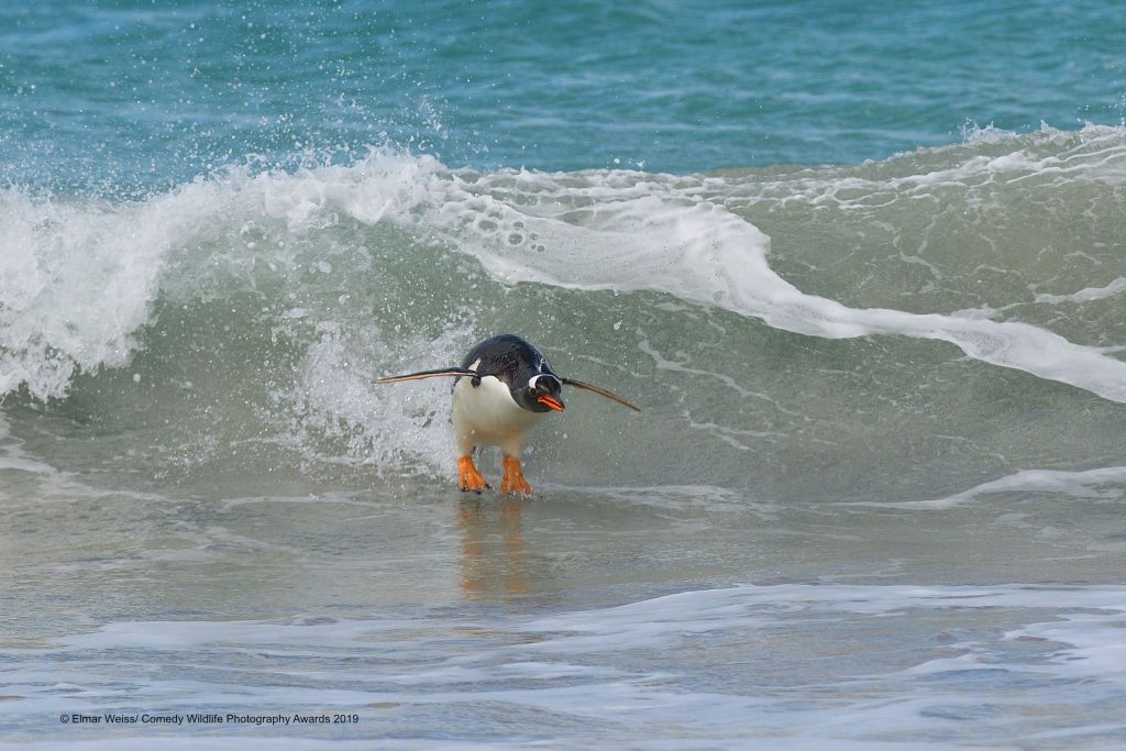 surfing penguin
