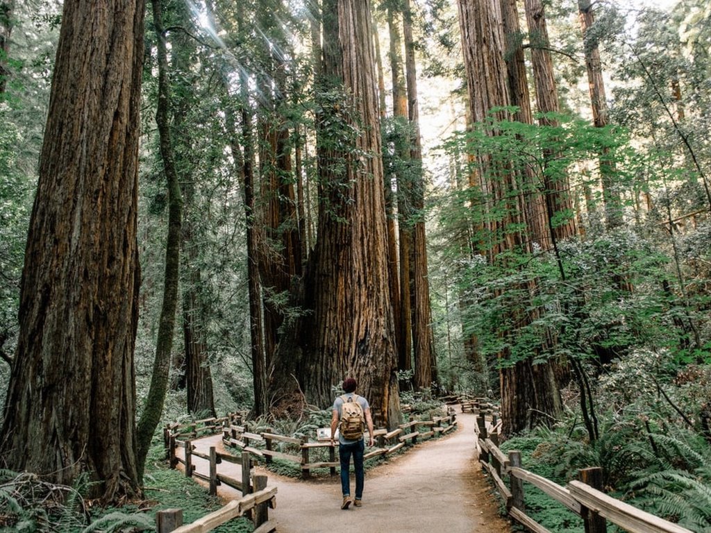 Muir Woods tour, California