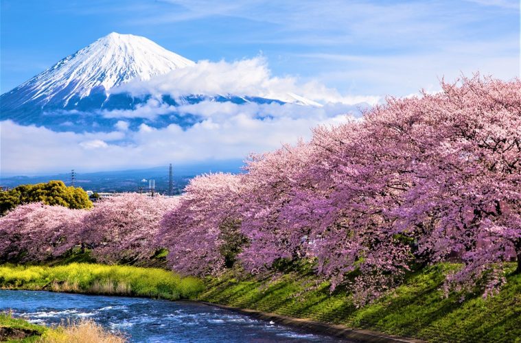 Sakura Mt fuji Japan's Earliest Cherry Blossoms